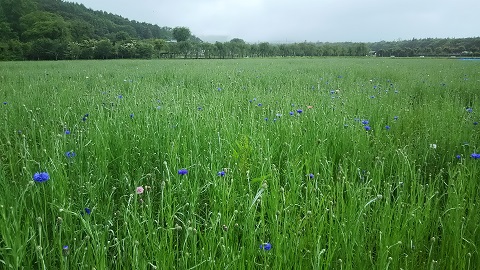 2019/06/29の写真
